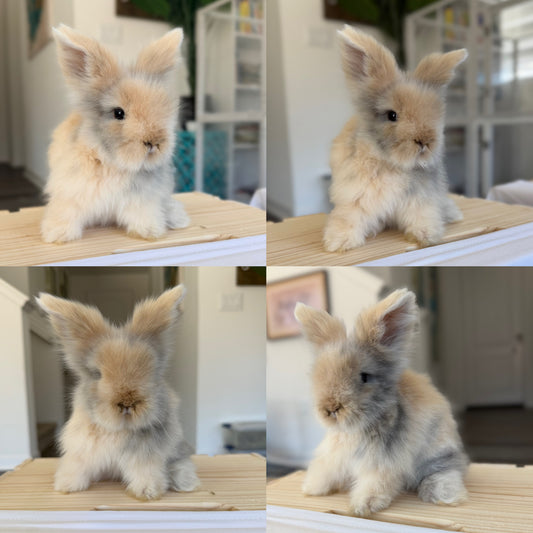 Teddywidder Bunny #2