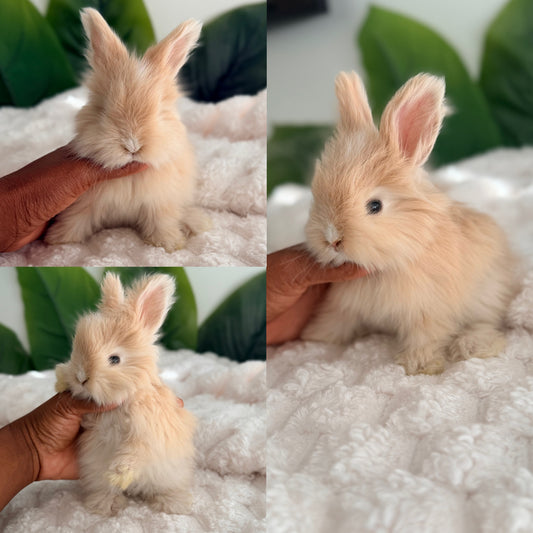 Full Face English Angora Bunny #4