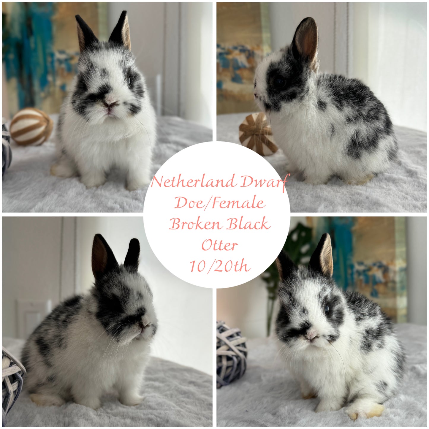 Netherland Dwarfs (ready to reserve)