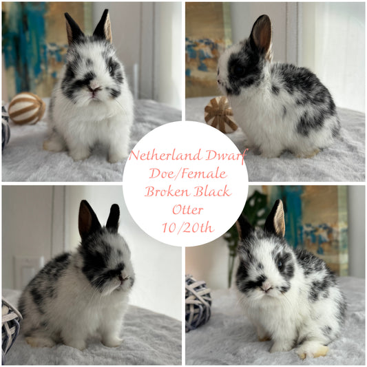 Netherland Dwarfs (ready to reserve)
