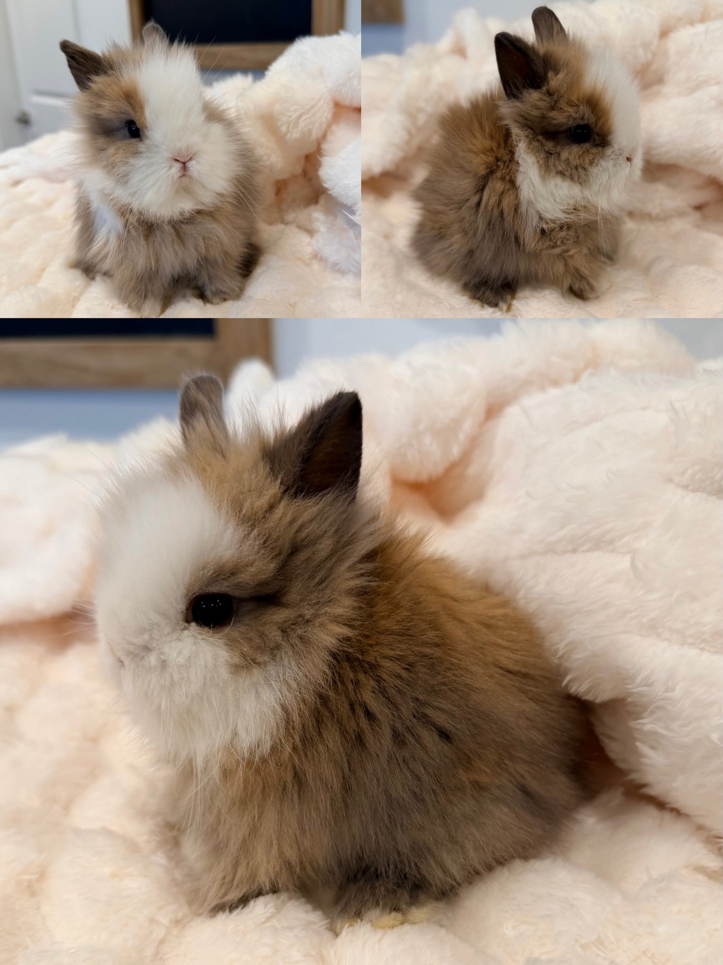 Lionhead Bunny #1