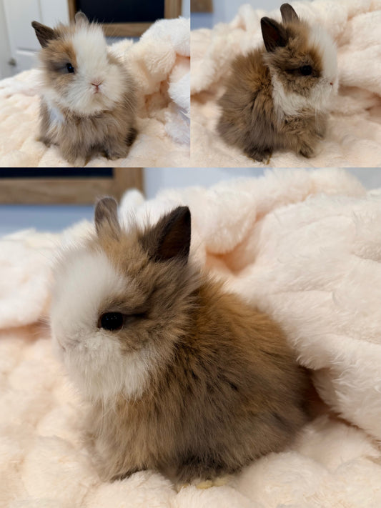 Lionhead Bunny #1