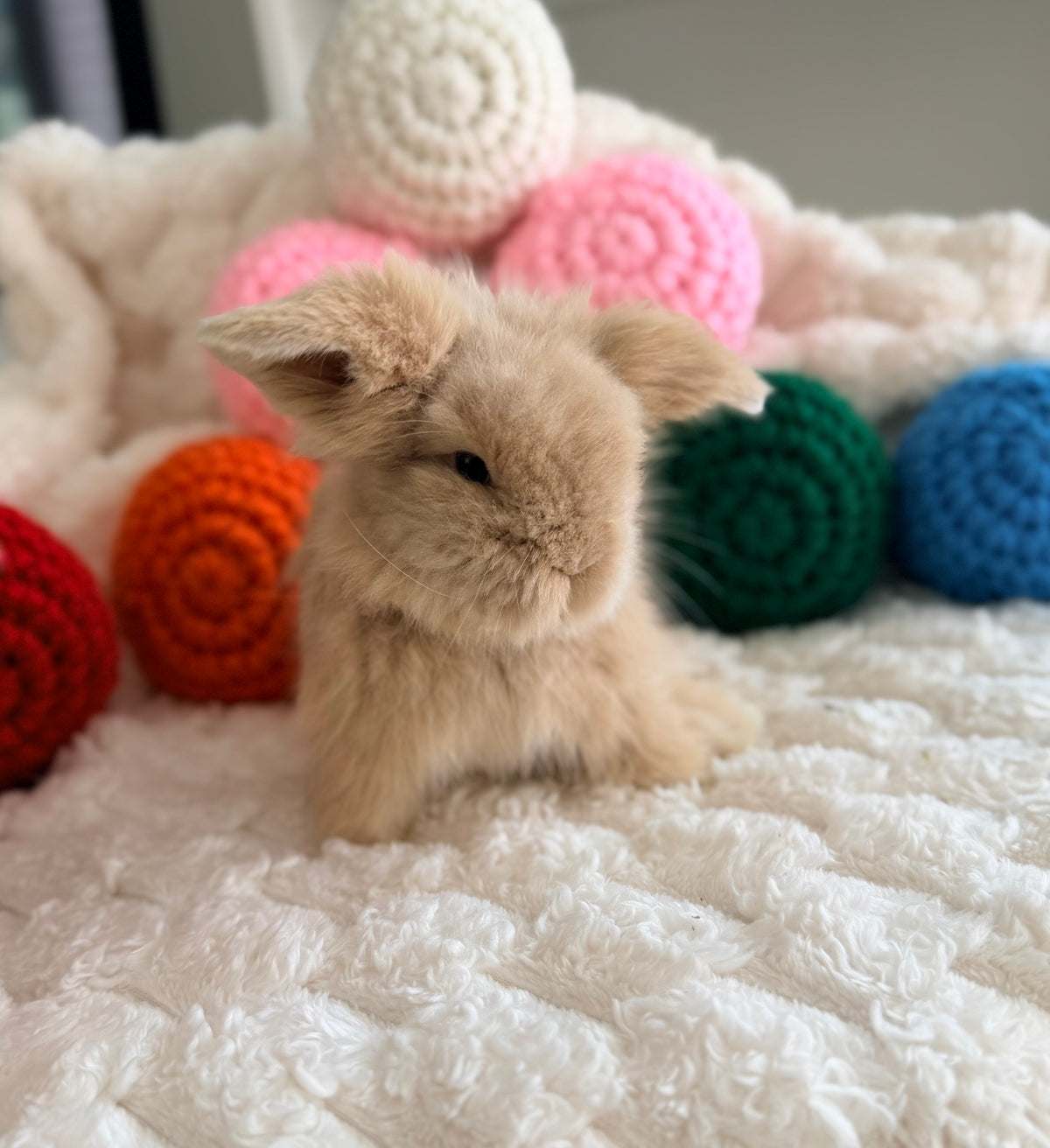 Teddywidder Bunny #3