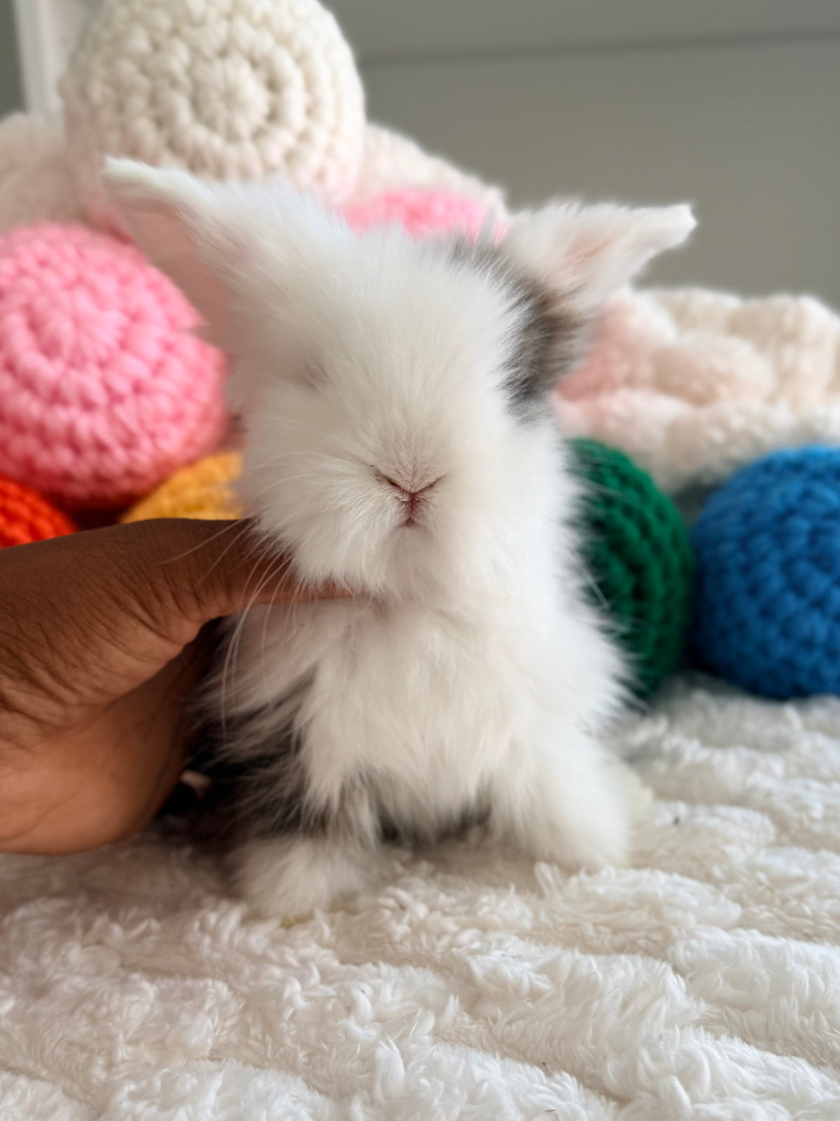 Teddywidder Bunny - #1