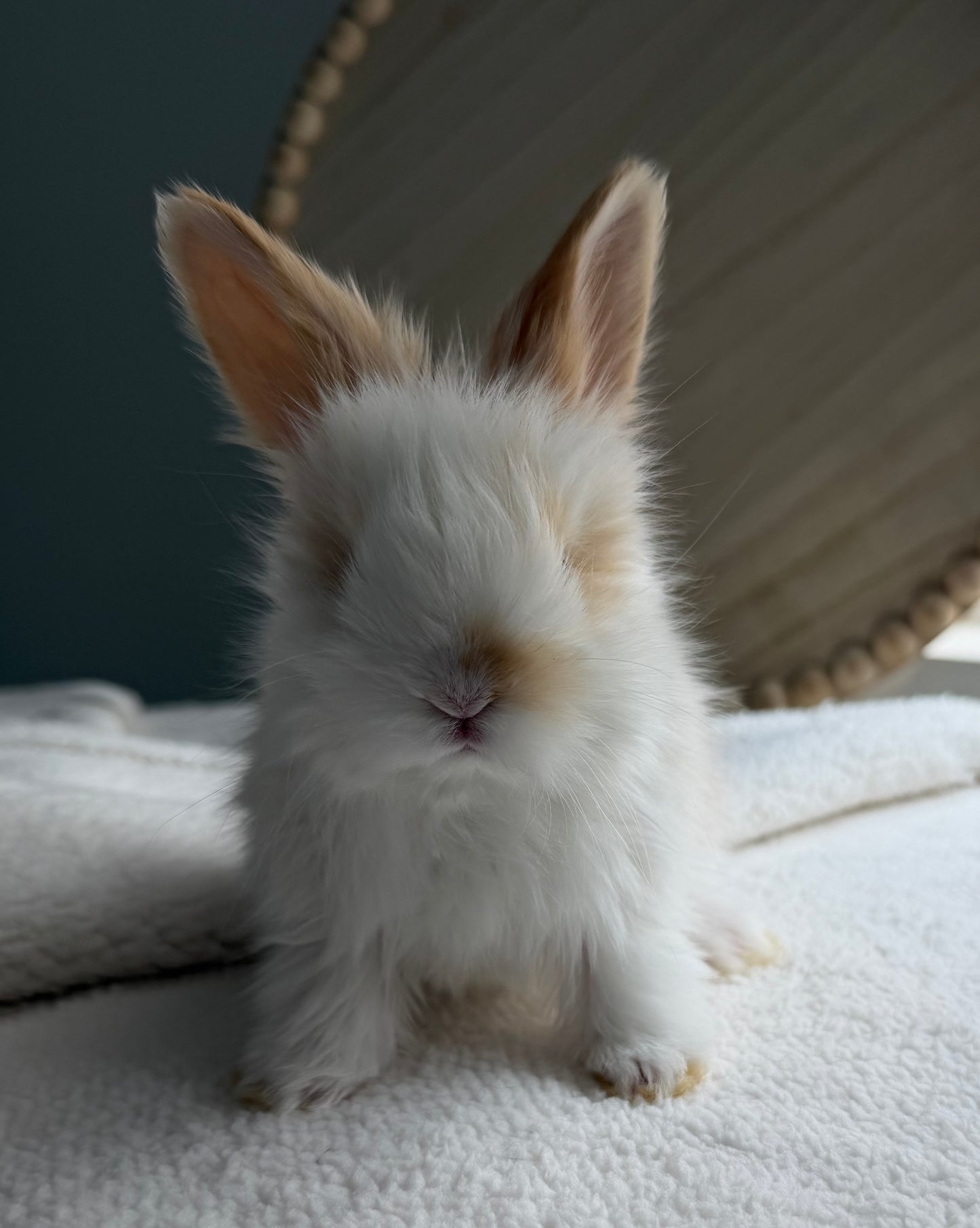 English Angoras - (Ready To Reserve)