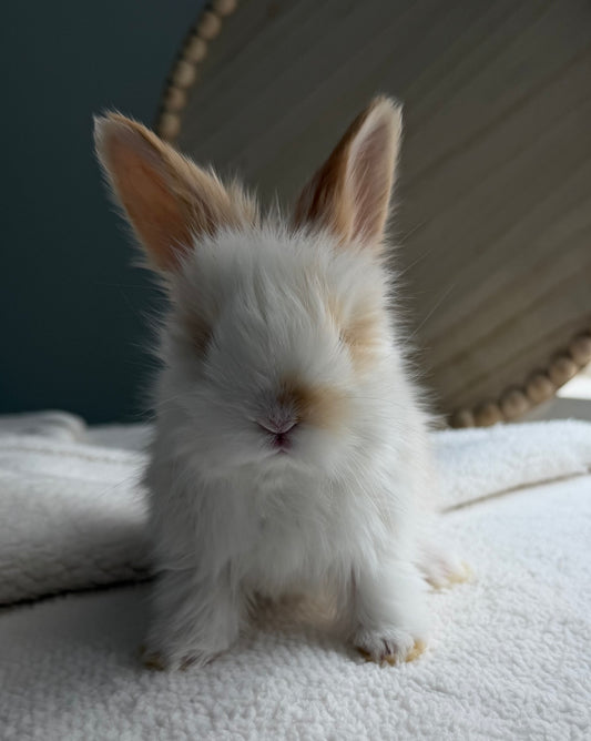 English Angoras - (Ready To Reserve)