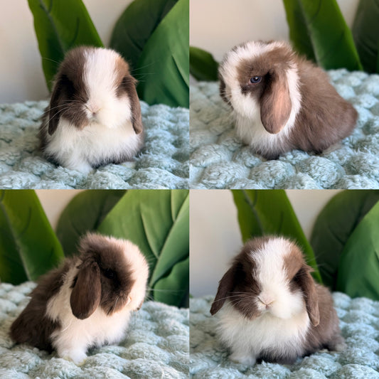 Holland Lop Bunny #4