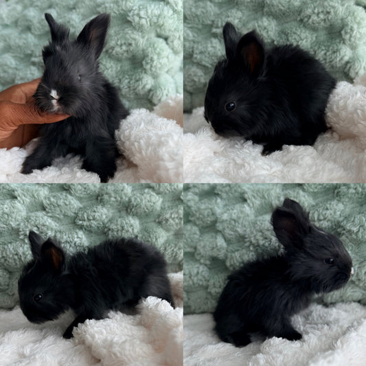 Full Face English Angora Bunny #3