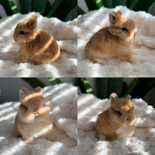 Netherland Dwarf Bunny - #2