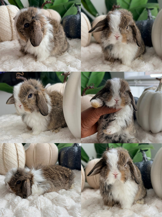 Holland Lop bunny #7