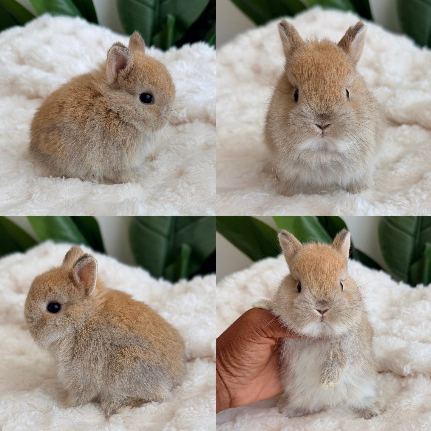 Netherland Dwarf #5