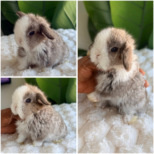 Holland Lop Bunny #2