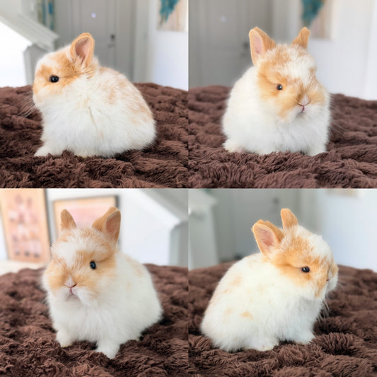 Netherland Dwarf Bunny - #1