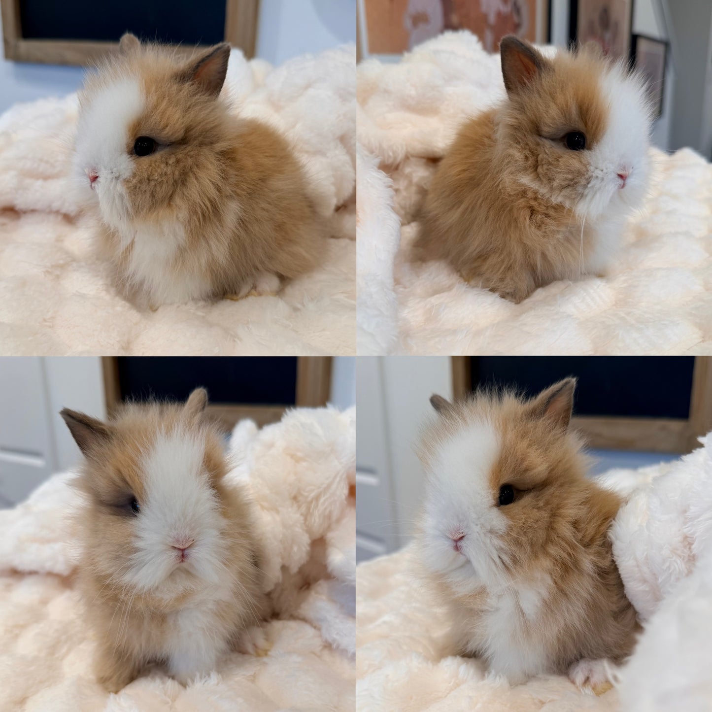 Lionhead Bunny #2