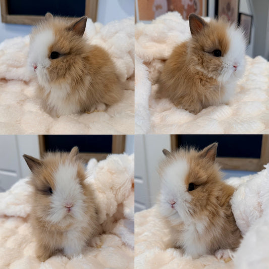 Lionhead Bunny #2