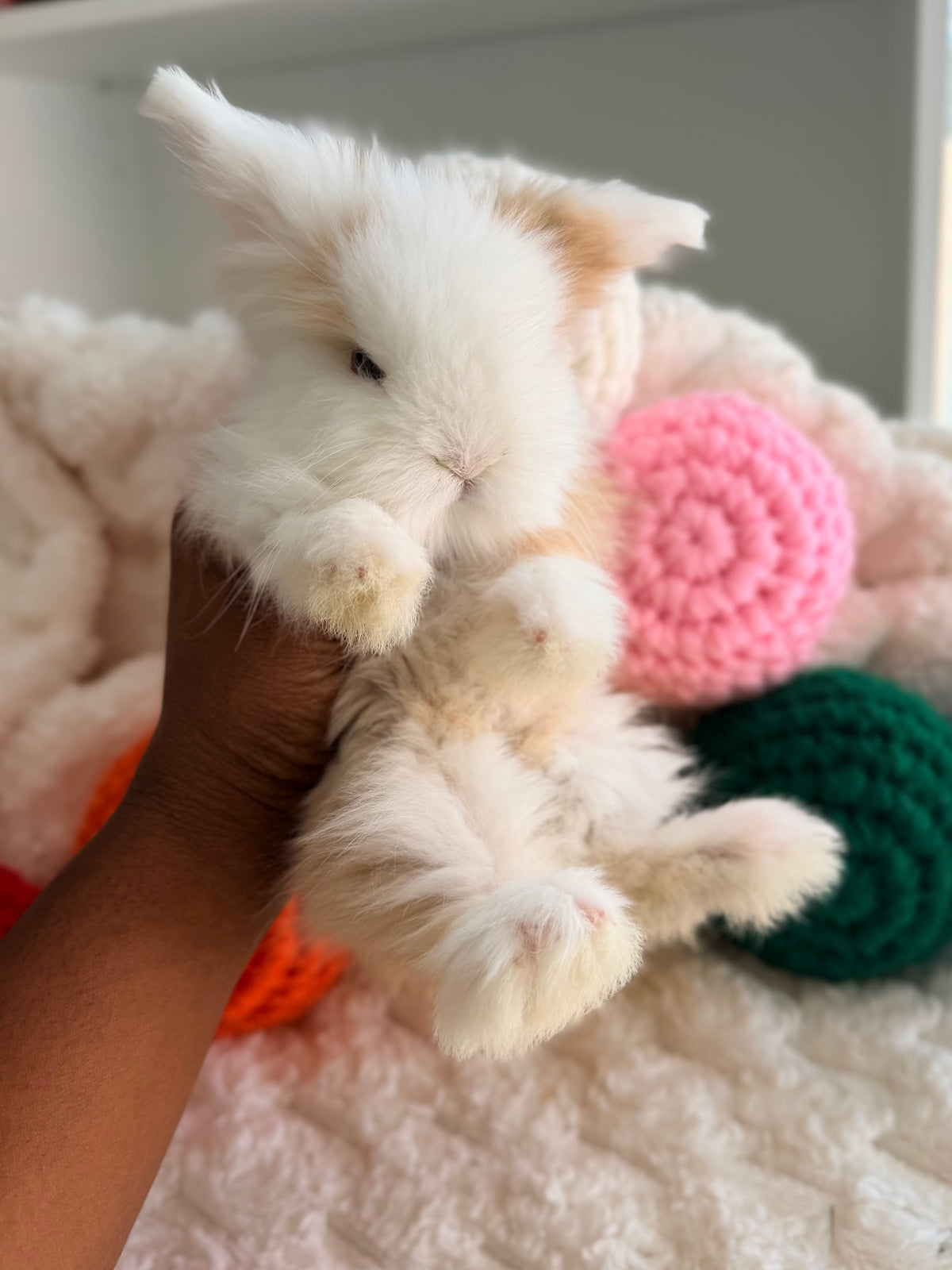 Teddywidder Bunny #2