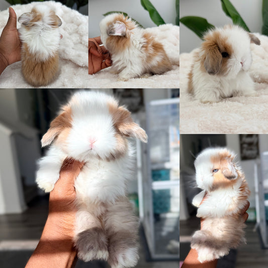 Holland Lop #5