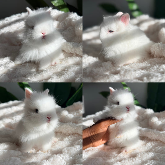 Lionhead Bunny #3