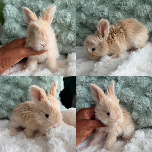 Full Face English Angora Bunny #4