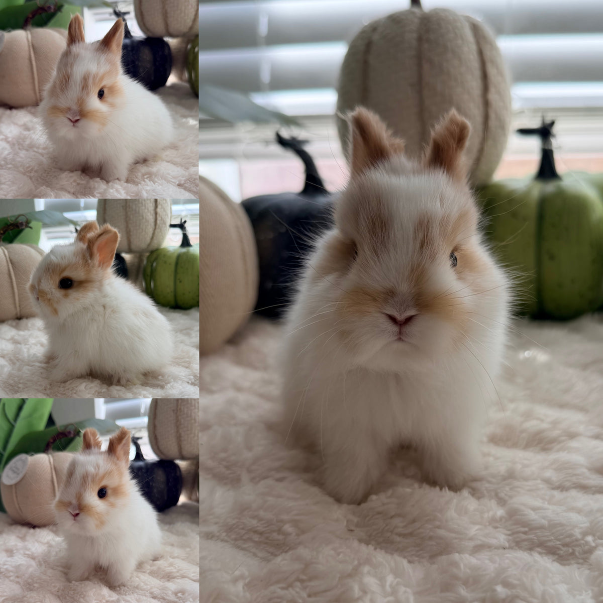 Netherland Dwarf Bunny #5 *RESERVED*