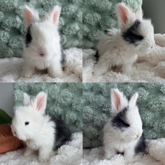 Full Face English Angora Bunny #2