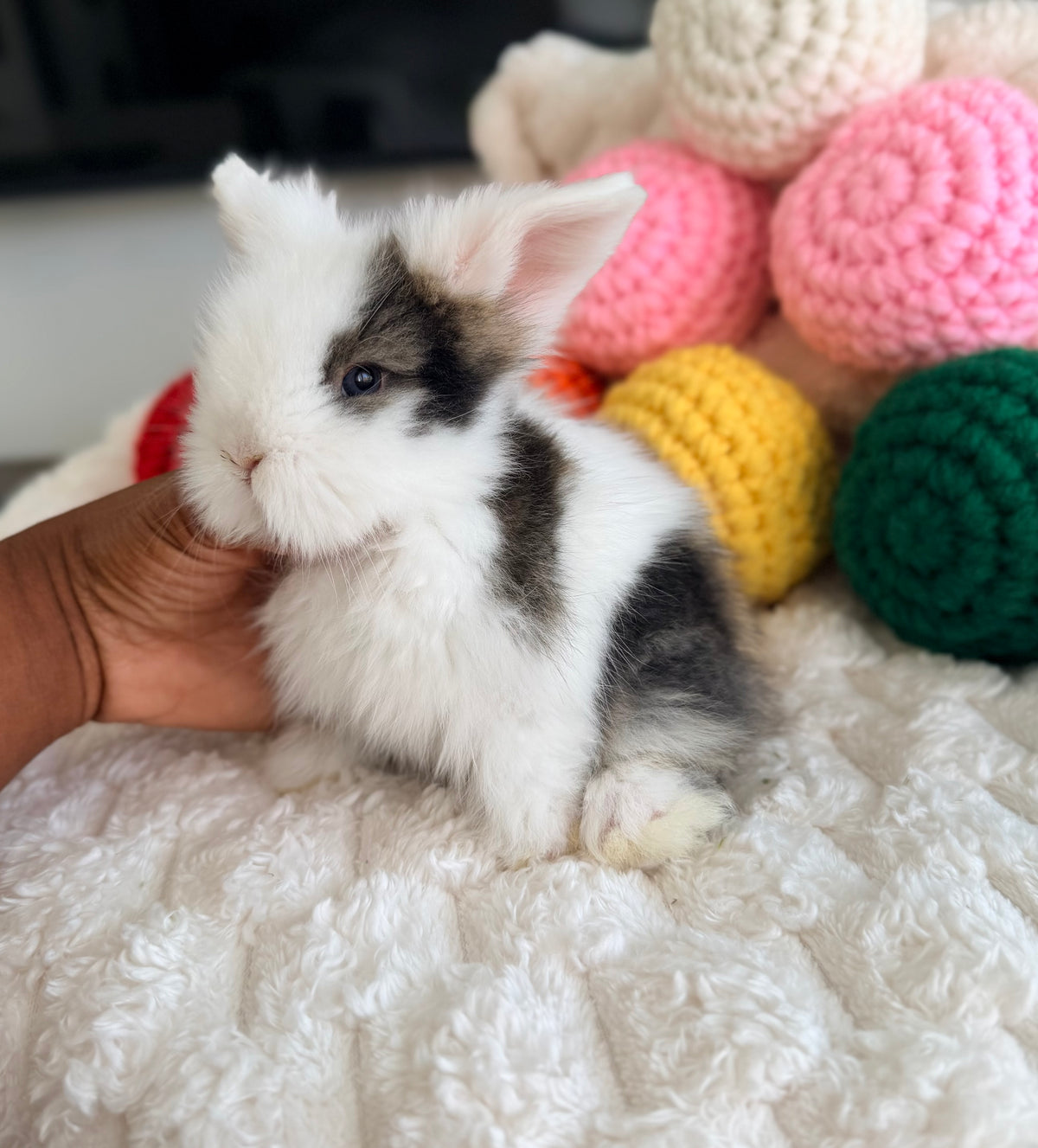 Teddywidder Bunny - #1