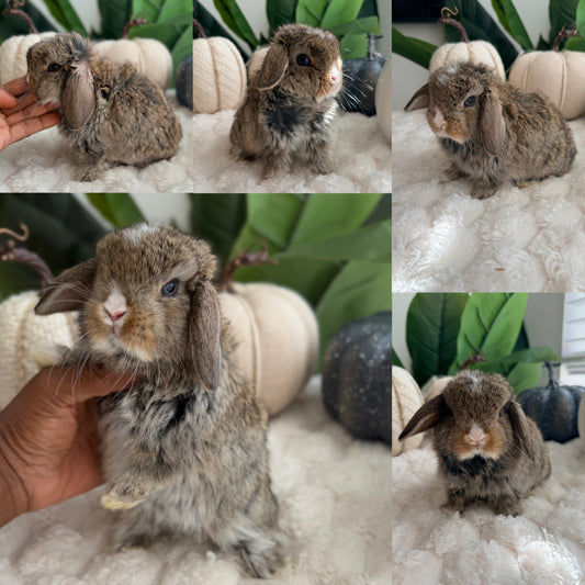 Holland Lop Bunny #8