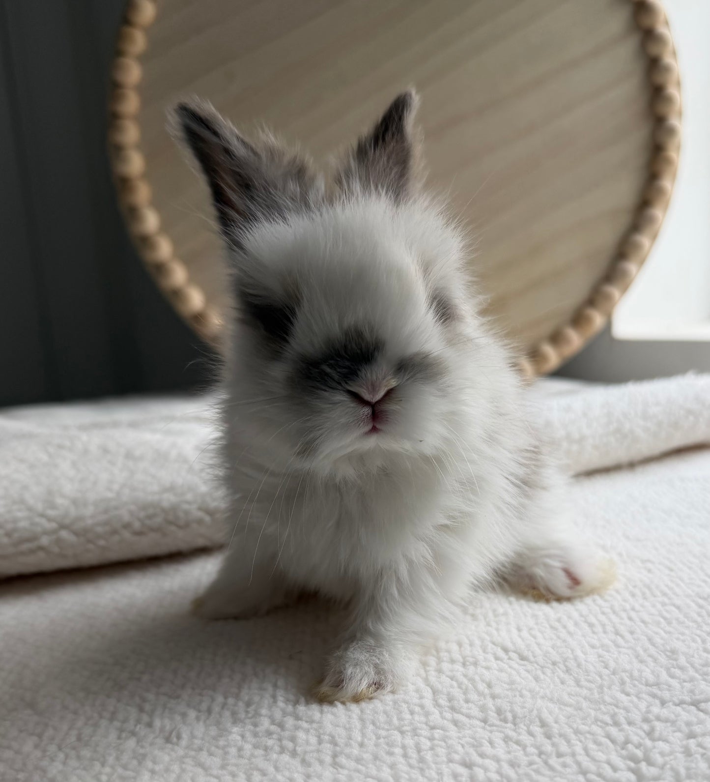 English Angoras - (Ready To Reserve)