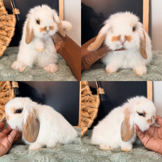 Holland Lop Bunny #1
