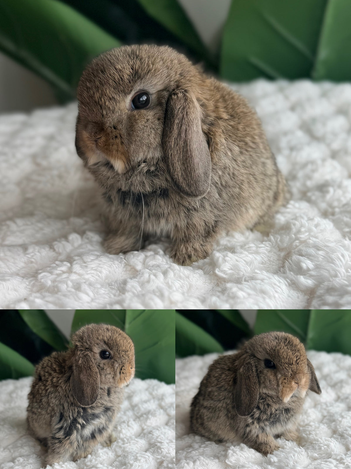 Holland Lop Bunny #9