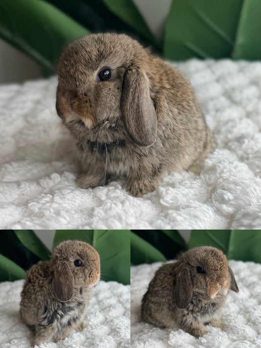 Holland Lop Bunny #9