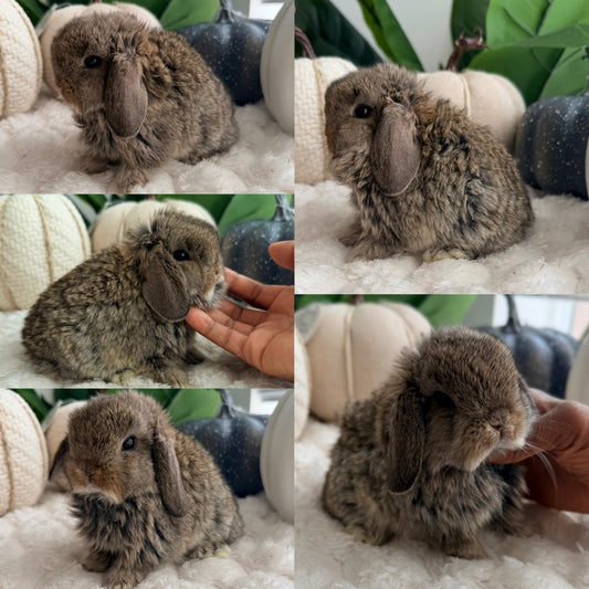 Holland Lop Bunny #9