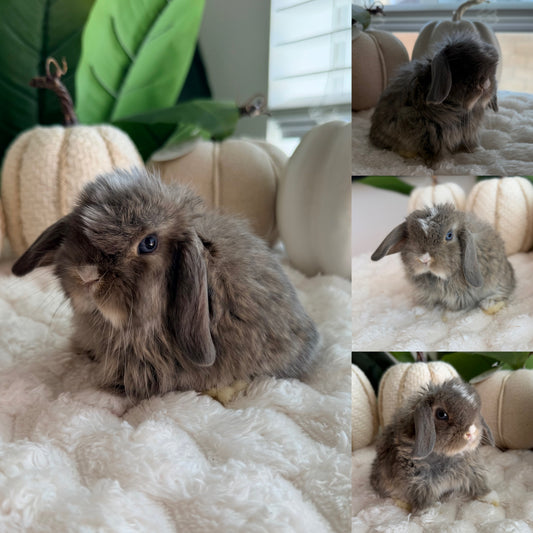 Holland Lop Bunny #4