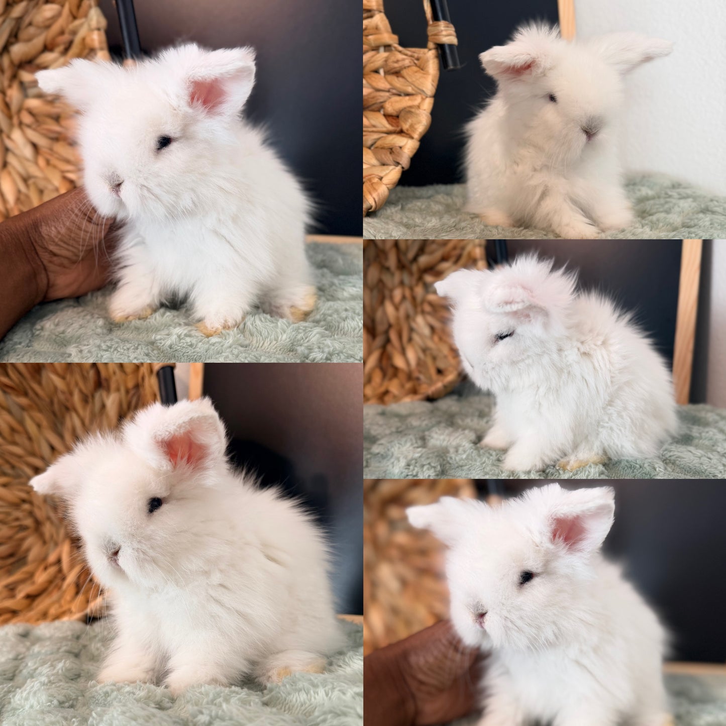 Teddywidder Bunny #3