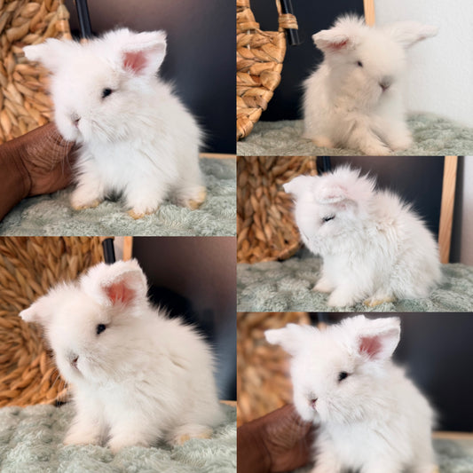Teddywidder Bunny #3