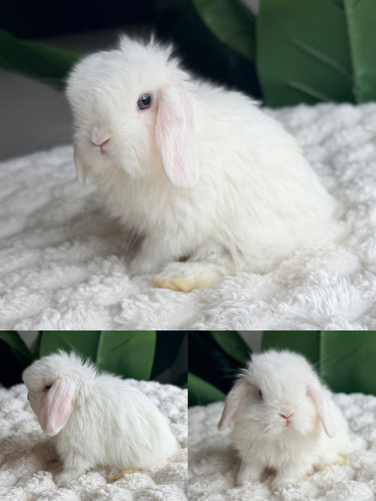Holland Lop Bunny #10