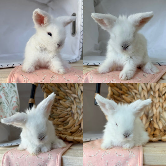 Teddywidder Bunny #3