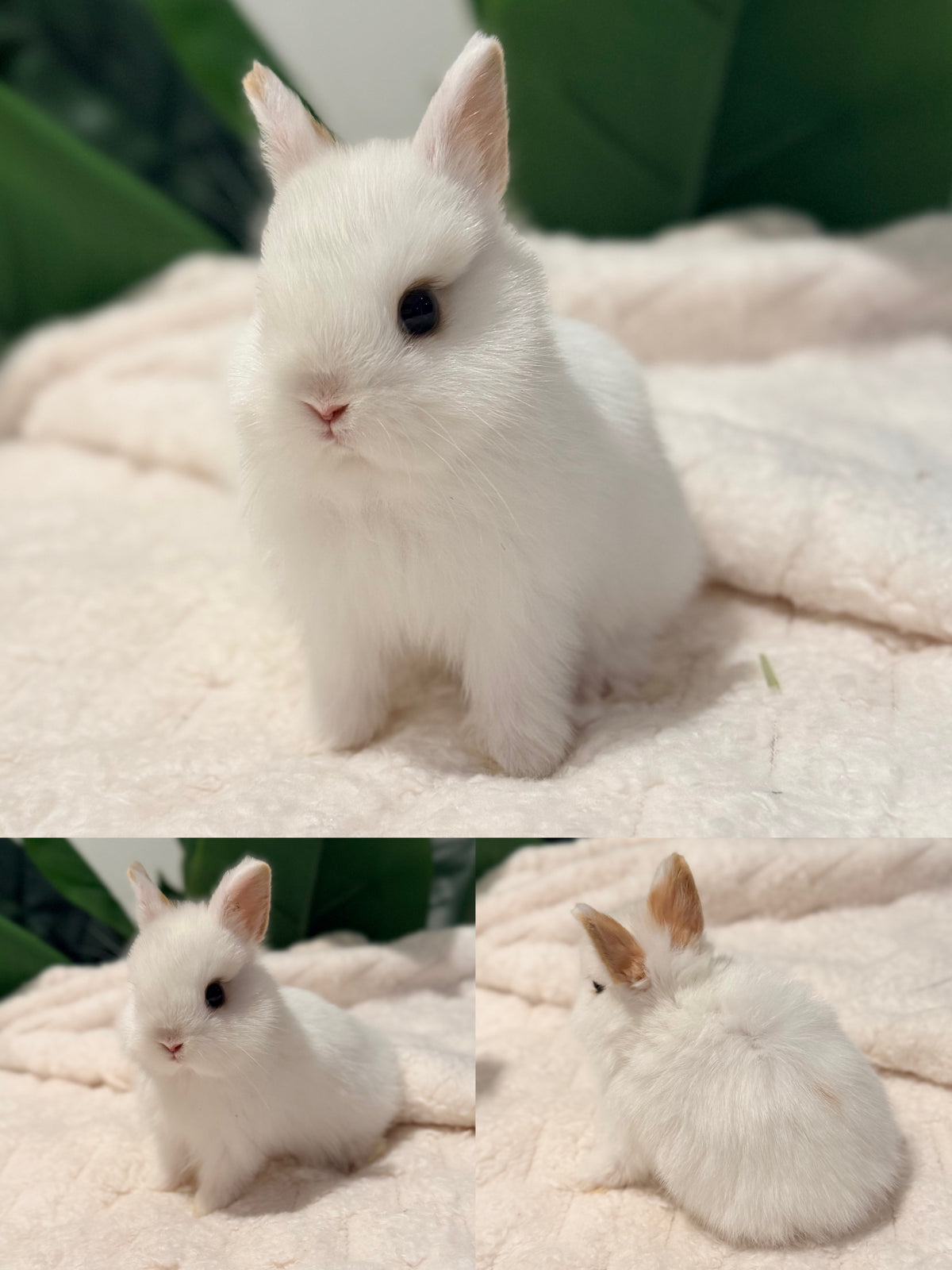 Netherland Dwarf Bunny #6