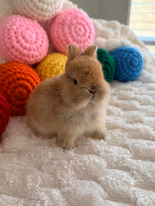 Netherland Dwarf Bunny - #1