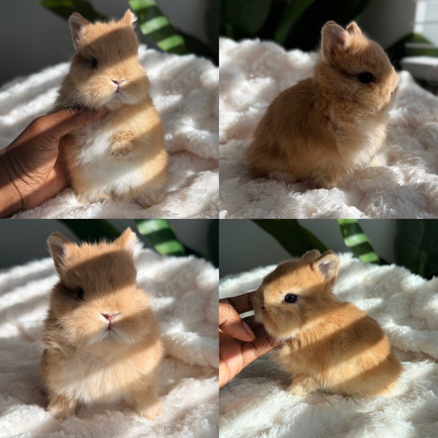 Netherland Dwarf #3