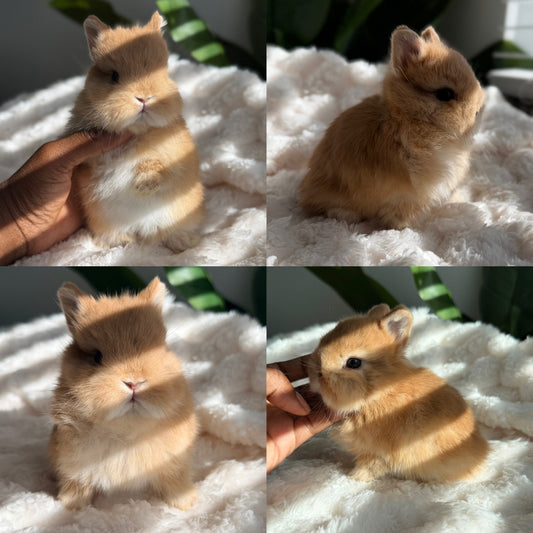 Netherland Dwarf #3
