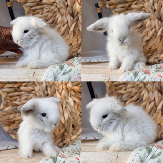 Teddywidder Bunny #2