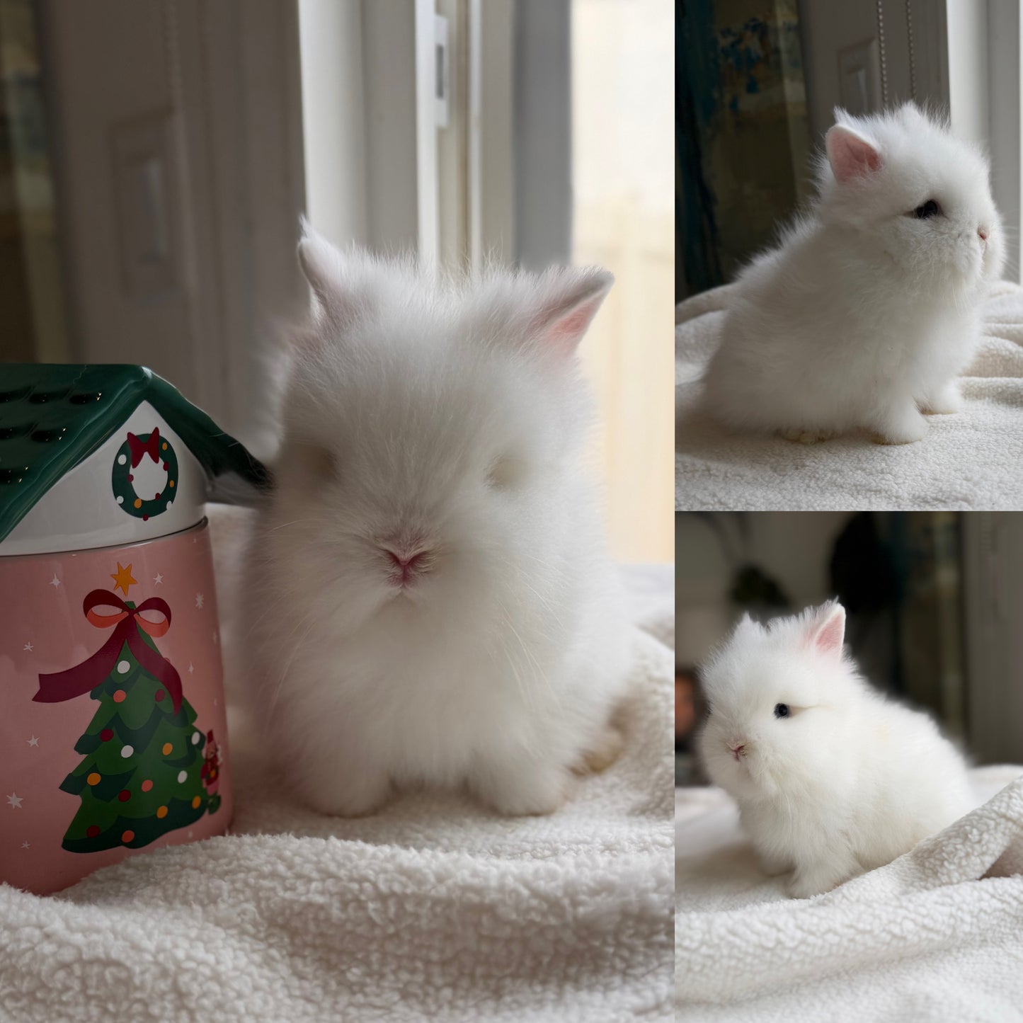 Lionhead - (Ready To Reserve)