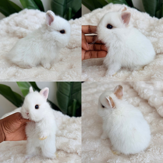 Netherland Dwarf #6