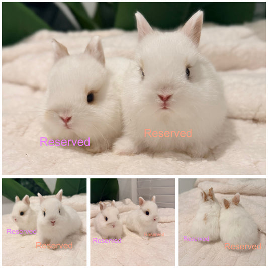 Netherland Dwarf Bunny 7 & 8…7RESERVED, 8RESERVED
