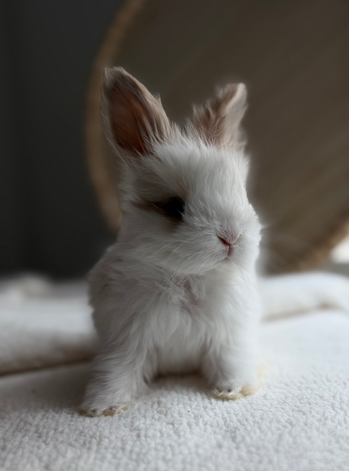 English Angoras - (Ready To Reserve)