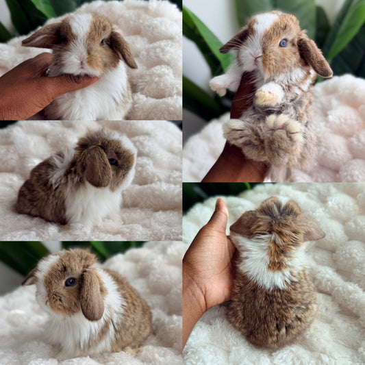 Holland Lop Bunny #2