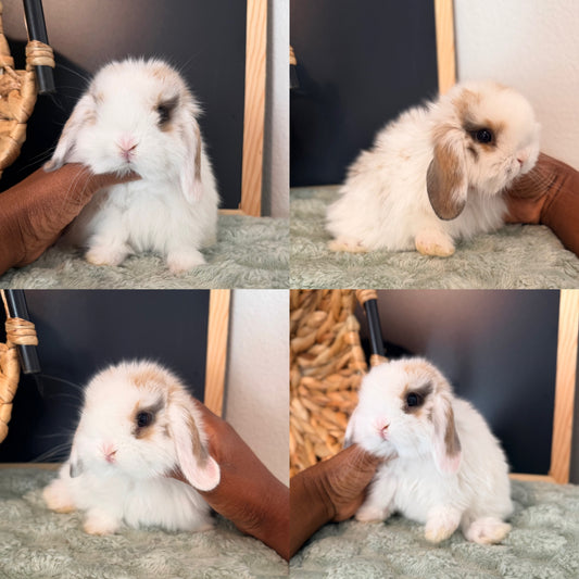 Holland Lop Bunny #3