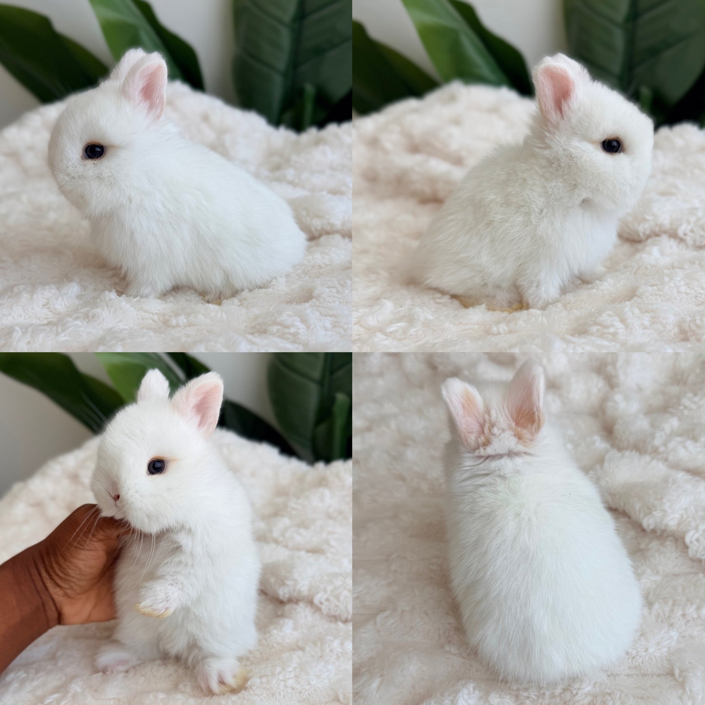 Netherland Dwarf #8
