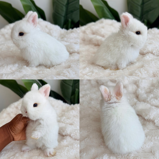 Netherland Dwarf #8